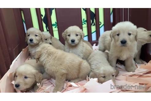 成約済の栃木県のゴールデンレトリーバー-207974の2枚目